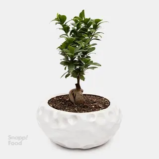 گلدان بونسای متوسط