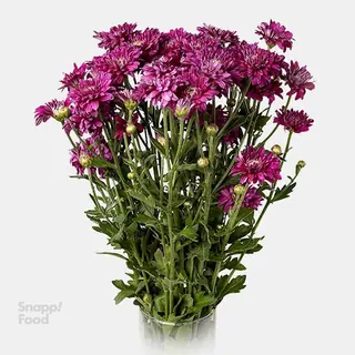 دسته گل داوودی بنفش