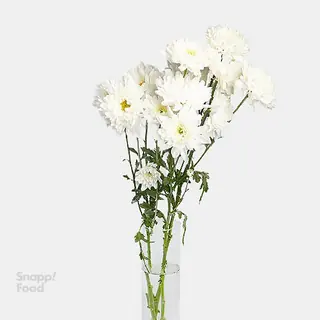 دسته گل داوودی سفید