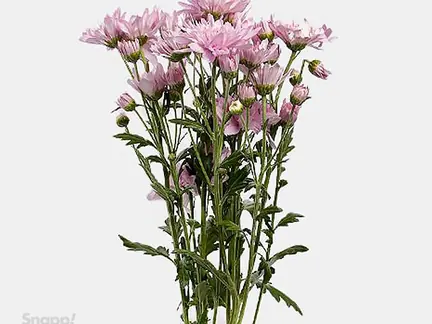دسته گل داوودی یاسی