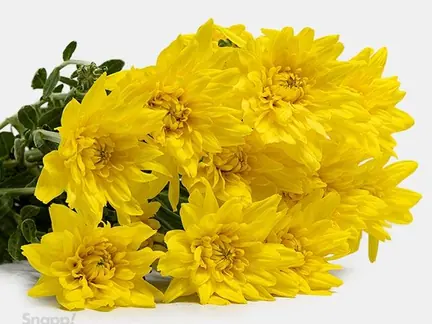 دسته گل داوودی زرد