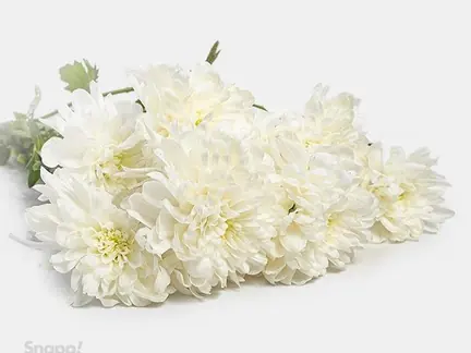 دسته گل داوودی سفید