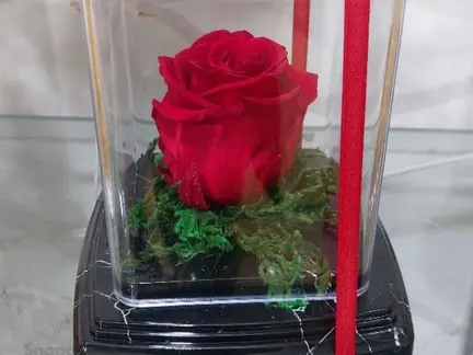 رز جاودان قرمز
