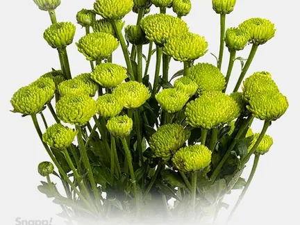 دسته گل داوودی سبز