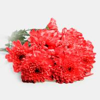 دسته گل داوودی قرمز