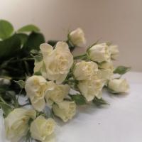 دسته گل رز مینیاتوری سفید