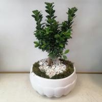 گلدان بنسای جنسینگ