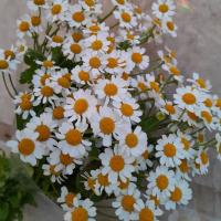 دسته گل بابونه سفید