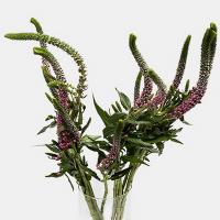 دسته گل ورونیکا بنفش
