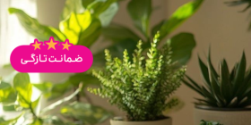 کافه گلی