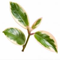 قلمه گیاه هویا کویین