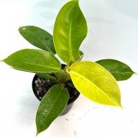 فیلودندرون نئون 1