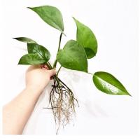 قلمه گیاه پتوس سبز