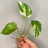 قلمه گیاه پتوس ابلق