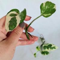 قلمه گیاه پتوس ارتشی