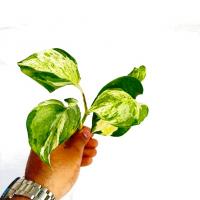 قلمه گیاه پتوس منجولا