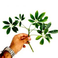 قلمه گیاه شفلرا سبز