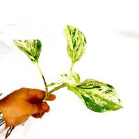 قلمه پتوس مرمری