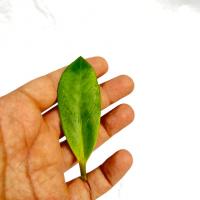 برگ زامیفولیا سبز