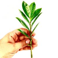 قلمه شاخه ای زامیفولیا سبز