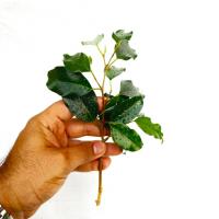 قلمه بنجامین سبز