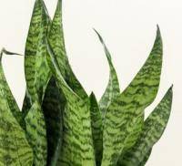 گلدان سانسوریا کراواتی مهتابی مادری