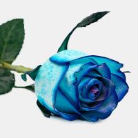 رز هلندی آبی