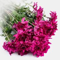 دسته گل داوودی سرخابی