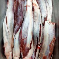 گل ماهیچه شتر مرغ