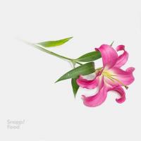 لیلیوم اورینتال بنفش - سفید