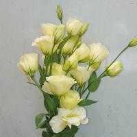 دسته گل لیسیانتوس کرم