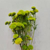 دسته گل داوودی سبز