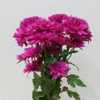 دسته گل داوودی بنفش