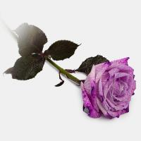 رز هلندی بنفش
