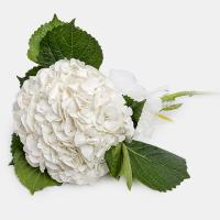 دسته گل هورتانزیا سفید