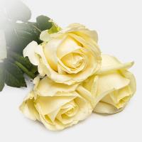 دسته گل رز هلندي سفيد 3 شاخه