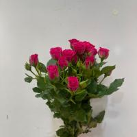 رز مينياتوری سرخابي
