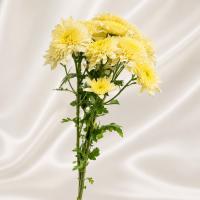 دسته گل داوودی نباتی