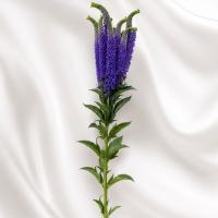 دسته گل ورونیکا بنفش