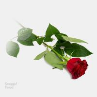 رز هلندی قرمز 1 شاخه