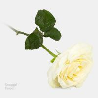 رز هلندی سفید 1 شاخه