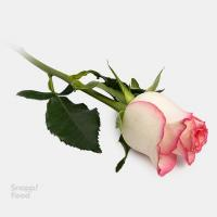 گل رز هلندی لب صورتی 1 شاخه