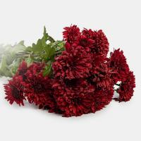 دسته گل داوودی قرمز
