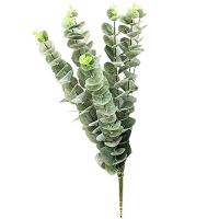 اکالیپتوس