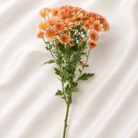 دسته گل داوودی گلبهی