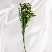 دسته گل زنبوری سفید