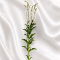 دسته گل ورونیکا سفید