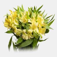 دسته گل آلسترومریا کرم فوق ممتاز دسته درشت