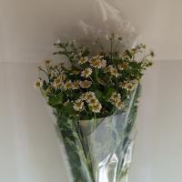 دسته گل بابونه