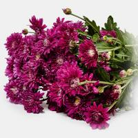 دسته گل داوودی مینیاتوری بنفش